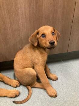 POTATO -  Labrador Retriever and Mixed Breed Dog for Adoption in Baytown, Texas - POTATO | PetCurious
