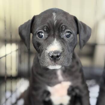 Pit Bull Terrier Dogs Available for Adoption in Columbia, South Carolina - Eucerin | PetCurious