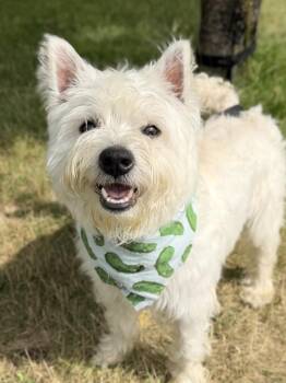 Wooli -  Mixed Breed Dog for Adoption in Menomonie, Wisconsin - Wooli | PetCurious