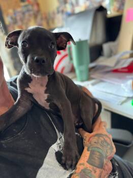 Binx -  Mixed Breed Dog for Adoption in Huntsville, Alabama - Binx | PetCurious