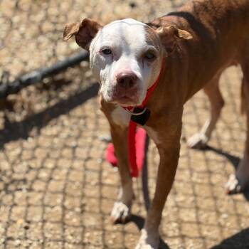 Pit Bull Terrier Dogs Available for Adoption in Philadelphia, Pennsylvania - Petulia | PetCurious
