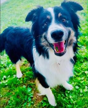 Petey #5230 -  Australian Shepherd Dog for Adoption in Ontario, California - Petey #5230 | PetCurious