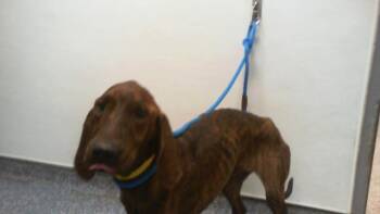TRUSTY -  Plott Hound Dog for Adoption in Charlotte, North Carolina - TRUSTY | PetCurious