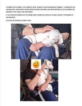 Labrador Retriever Dogs Available for Adoption in Rootstown, Ohio - Wrex-special Needs-deaf | PetCurious