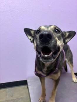 Shepherd and Mixed Breed Dogs Available for Adoption in El Paso, Texas - 60801278 | PetCurious