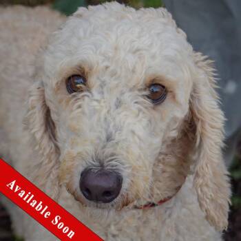 Harlow -  Poodle Dog for Adoption in Huntley, Illinois - Harlow | PetCurious