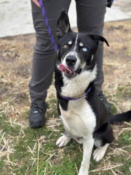 Siberian Husky and Mixed Breed Dogs Available for Adoption - TUX | PetCurious