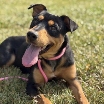 Zelda -  German Pinscher Dog for Adoption in Pearland, Texas - Zelda | PetCurious