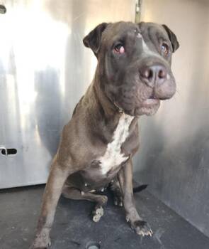 GINA -  American Staffordshire Terrier Dog for Adoption in San Antonio, Texas - GINA | PetCurious