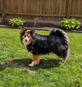 Chippy Special Needs -  Shetland Sheepdog Sheltie Dog for Adoption in Cuyahoga Falls, Ohio - Chippy Special Needs | PetCurious