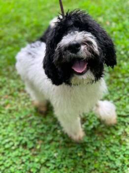 Cotton Candy -  Mixed Breed Dog for Adoption in Wayne, New Jersey - Cotton Candy | PetCurious