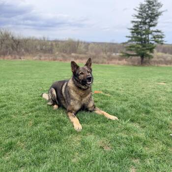 Lincoln - Gentle, well-mannered German Shepherd in search of a h -  German Shepherd Dog Dog for Adoption in Oriskany, New York - Lincoln - Gentle, Well-mannered German Shepherd In Search Of A H | PetCurious