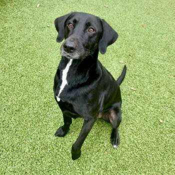 Labrador Retriever Dogs Available for Adoption in Hilton Head Island, South Carolina - Seattle | PetCurious
