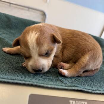 Mixed Breed Dogs Available for Adoption - 297 (2026) Diana | PetCurious