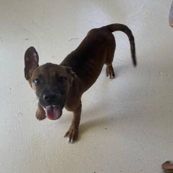 Sailor 1487 -  Mixed Breed Dog for Adoption in Loxahatchee Groves, Florida - Sailor 1487 | PetCurious