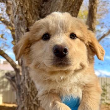 Rescue Mixed Breed Dogs for Adoption in Moab, Utah - Sandal | PetCurious