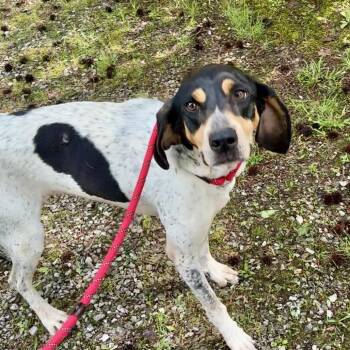Bluetick Coonhound Dogs Available for Adoption in Chattanooga, Tennessee - Lorna | PetCurious