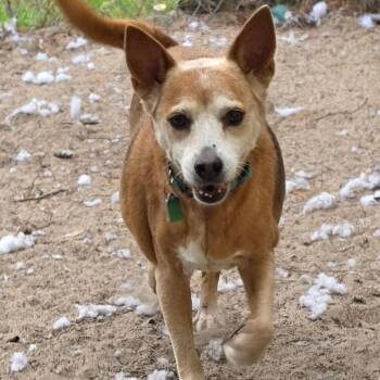 Abby -  Basenji and Chihuahua Dog for Adoption in Melrose, Florida - Abby | PetCurious