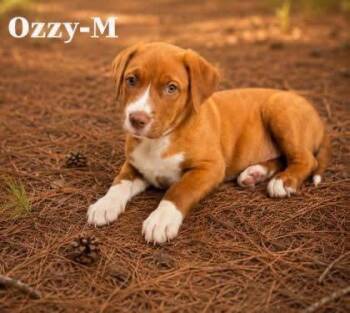 Ozzy -  Labrador Retriever and Mixed Breed Dog for Adoption in Morton Grove, Illinois - Ozzy | PetCurious