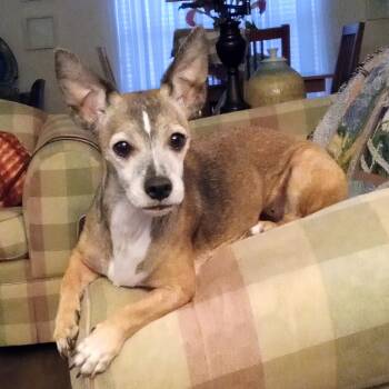 Lilly -  Chihuahua and Terrier Dog for Adoption in Orange Park, Florida - Lilly | PetCurious