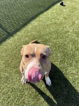 Brie -  Mixed Breed Dog for Adoption in Lafayette, Indiana - Brie | PetCurious