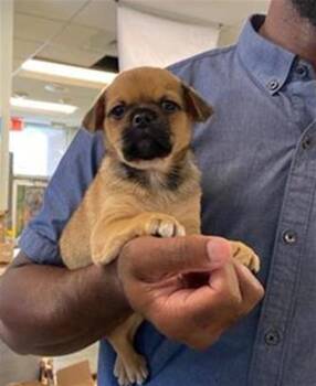 ZACK TOP -  Pug Dog for Adoption in San Antonio, Texas - ZACK TOP | PetCurious
