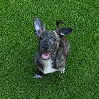 Hansel -  Shepherd Dog for Adoption in Wake Forest, North Carolina - Hansel | PetCurious
