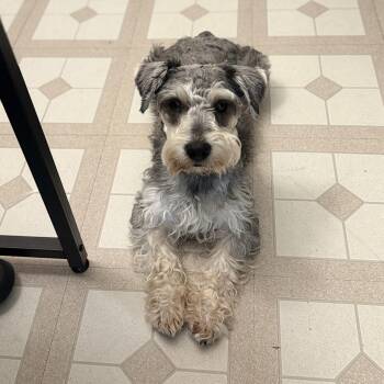 Schnauzer Dogs Available for Adoption - Orzo | PetCurious