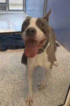 Deuce -  Pit Bull Terrier and Mixed Breed Dog for Adoption in Kansas City, Missouri - Deuce | PetCurious