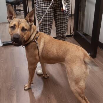 Bo -  Shepherd Dog for Adoption in Nashville, Indiana - Bo | PetCurious