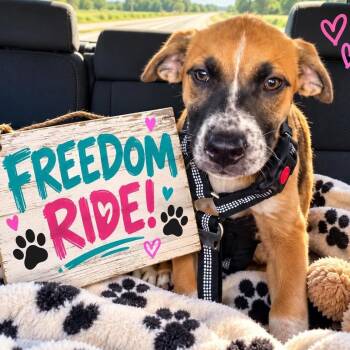Dr. Pepper -  Shepherd Dog for Adoption in Corpus Christi, Texas - Dr. Pepper | PetCurious