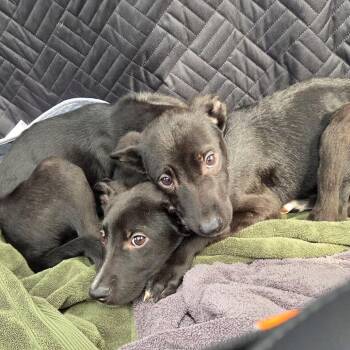 Miles -  German Shepherd Dog Dog for Adoption in Lenexa, Kansas - Miles | PetCurious