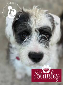 Rescue Schnauzer and Terrier Dogs for Adoption in Coachella, California - Stanley | PetCurious