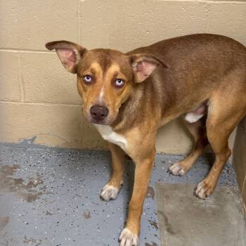 Rescue Husky and Pit Bull Terrier Dogs for Adoption in Douglas, Arizona - (CCSO) Rosco | PetCurious