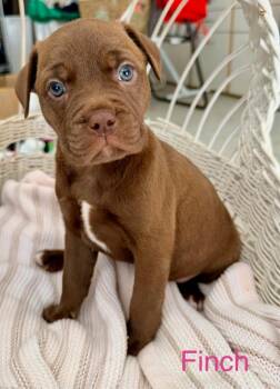 Finch -  American Staffordshire Terrier and American Bulldog Dog for Adoption in Trenton, New Jersey - Finch | PetCurious