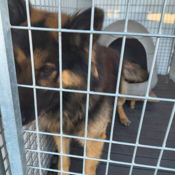 German Shepherd Dog Dogs Available for Adoption in Moses Lake, Washington - Bruno | PetCurious