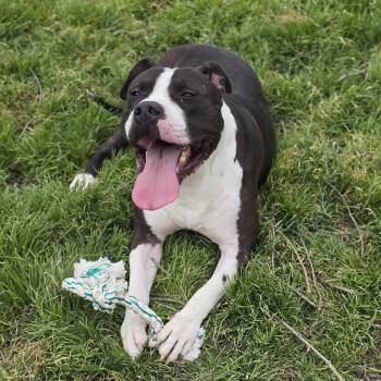 Rescue Pit Bull Terrier Dogs for Adoption in Kempner, Texas - Landon | PetCurious
