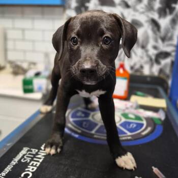 Hound Dogs Available for Adoption in Wahiawa, Hawaii - Gemini | PetCurious