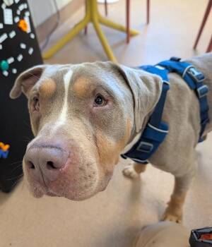 Hash Brown -  Pit Bull Terrier Dog for Adoption in Santa Rosa, California - Hash Brown | PetCurious