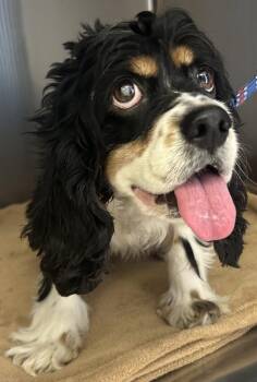 Cocker Spaniel Dogs Available for Adoption - Zoey | PetCurious