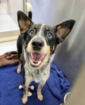 Australian Cattle Dog Blue Heeler Dogs Available for Adoption in Lindenhurst, New York - Trooper #26-180 | PetCurious