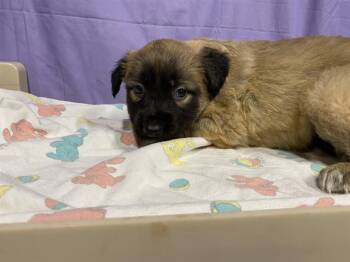 German Shepherd Dog and Mixed Breed Dogs Available for Adoption in Modesto, California - A609139 | PetCurious