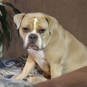 Rescue English Bulldog and Mixed Breed Dogs for Adoption in Bend, Oregon - Chula | PetCurious