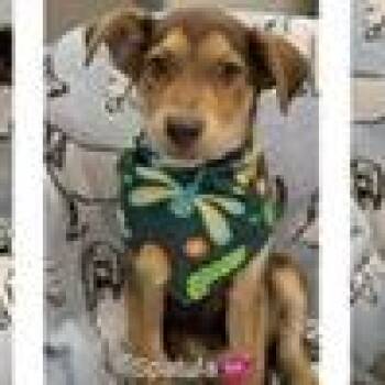Kinder -  Shepherd and Mountain Cur Dog for Adoption in Clearwater, Florida - Kinder | PetCurious
