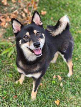 Mizuki (me-zoo-key) -  Shiba Inu Dog for Adoption in Decorah, Iowa - Mizuki (me-zoo-key) | PetCurious
