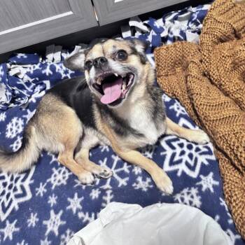 Peanut -  Mixed Breed Dog for Adoption in Bismarck, North Dakota - Peanut | PetCurious