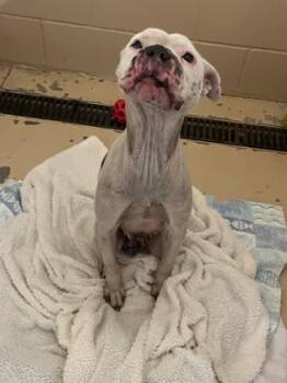 Rescue American Bulldog and Mixed Breed Dogs for Adoption in Port St. Joe, Florida - Victoria | PetCurious