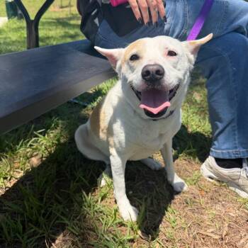 Chloe -  Cattle Dog and Husky Dog for Adoption in Clearwater, Florida - Chloe | PetCurious