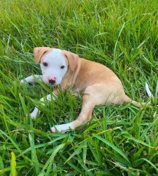 Hunt -  American Staffordshire Terrier Dog for Adoption in Houston, Texas - Hunt | PetCurious