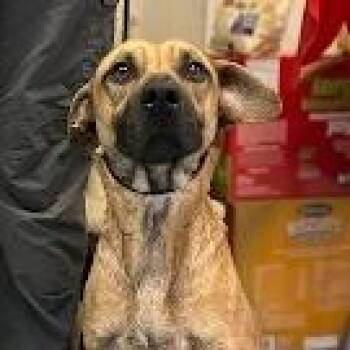 Black Mouth Cur Dogs Available for Adoption - Caramel | PetCurious